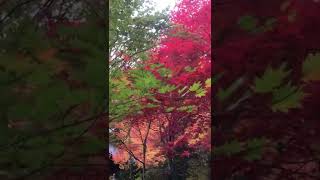 丹波篠山にある大國寺🙂紅葉が凄く綺麗でした🍁