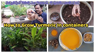 How to Grow Turmeric in Pots | కంటైనర్లులో పసుపు ఎలా పెంచాలి?