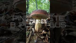 Magical Pine Bolete/Steinpilze/Porcini #shorts #new #viral #trending #nature #forest #foryou #pilze