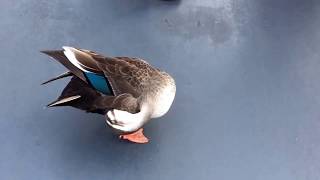 【ディズニーランド】可愛いカモ　　　Cute ducks in Tokyo Disneyland