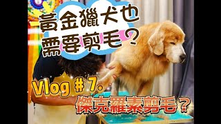 Vlog #7  黃金獵犬也需要剪毛嗎? 傑克羅素也可以剪刀剪? 幫狗狗梳毛時 你用對方法了嗎 #澳洲牧羊犬 #迷你美國牧羊犬 #黃金獵犬 #傑克羅素 #梳毛 #剪毛 #小人國