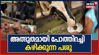 അത്ഭുതമായി പോത്തിറച്ചി കഴിക്കുന്ന 'കുറുമ്പി' പശു; ഇതാ പശു നോൺ വെജ് ആയതിനു പിന്നിലെ കഥ !