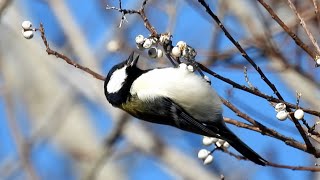 ナンキンハゼとシジュウカラ (4K)  /  Chinese tallow tree and Great Tit