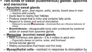 28   Glands of the Skin