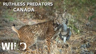 WILD CANADA | The Most Ruthless Predators of North America | Animal Documentaries