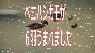 福岡市動物園：ベニバシガモが６羽うまれました