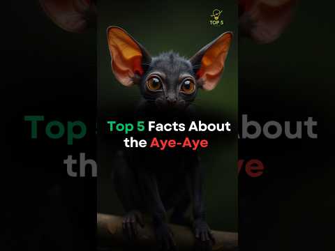 Why is the aye aye going extinct?
