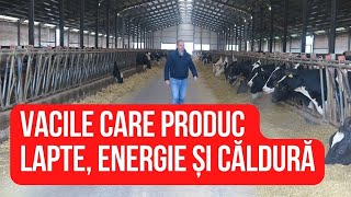 Ferma din România unde vacile produc lapte, dar și energie și căldură