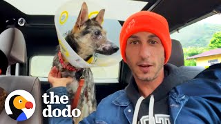 Watch This Dog's Face Completely Transform | The Dodo