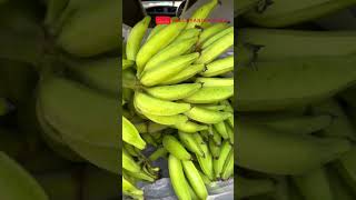 Harvesting our Banana’s….! (ഏത്തൻ വാഴ വിളവെടുപ്പ്)😋#yt #shorts #youtubeshorts @VELLAYANIKKARAN