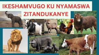 Inyamaswa: Ikeshamvugo ritangaje