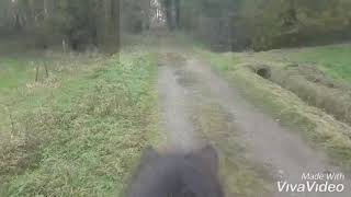 Riding tour on icelandic horse/ Steinn frá Mið-Fossum