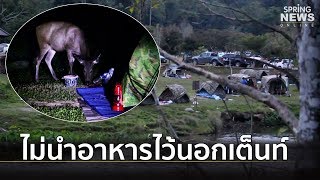 อุทยานเขาใหญ่ เตือนนักท่องเที่ยว งดให้อาหารสัตว์ป่า-วางอาหารนอกเต้นท์   | Springnews | 23 ต.ค.62