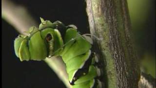 The birth of Asian　swallowtail butterfly アゲハチョウ