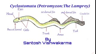 Cyclostomata (Petromyzon:The Lamprey)