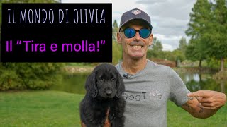 Il tira e molla, Il mondo di Olivia