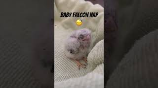 American Kestrel at roughly two weeks old! #falconry #americankestrel