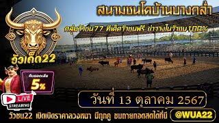 #วัวชนวันนี้ #วัวชนสด  สนามกีฬาชนโคบ้านบางกล่ำ 13/02/68 #วัวชน #วัวชนวันนี้