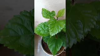 Planted a saplings today  parijatham \u0026 Hibiscus 23/12/24 Monday