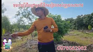 #duren #ទុរេនដាំដីខ្សាច់