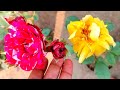 if flowers and buds are not coming in the rose then apply this homemade organic fertilizer today itself.rose plant care