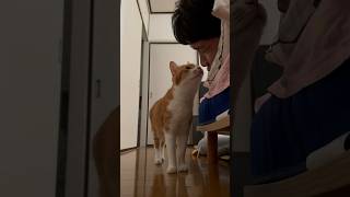 Cat surprised by owner's bad breath