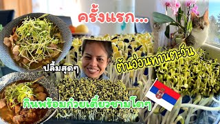 EP.308| ครั้งแรก เพาะต้นอ่อนทานตะวัน ทานกับก๋วยเตี๋ยวชามโตๆ | ต้มใส่แอปเปิลแทนหัวไชเท้า รอดไหม?