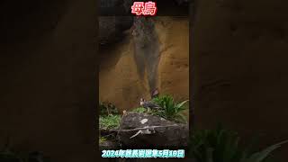 SP97_母鳥_2024酋長岩遊隼_5月19日