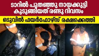 Puppies rescued| ടാറിൽ പുതഞ്ഞു നായക്കുട്ടി കുടുങ്ങിയത് രണ്ടു ദിവസം, ഒടുവിൽ ഫയർഫോഴ്‌സ്‌  രക്ഷക്കെത്തി