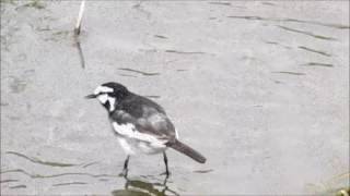 🐦 Motacilla alba lugens / 白鶺鴒（ハクセキレイ）/ Japanese Pied Wagtail / White Wagtail