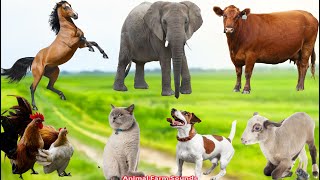 Animal Habitats: Elephant, Cow, Horse, Chicken, Cat, Dog, Goat, Sheep - Animal Videos