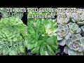 20+ Best Succulent Plants For Clusters (with names)