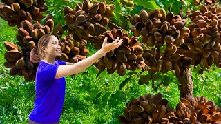 AMAZING Harvesting Cracked Rattan Fruit - The fruit is known as the king of fruits