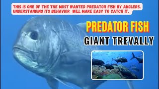 PREDATOR FISH: GIANT TREVALLY. THE MOST WANTED FISH BY EVERY ANGLER.