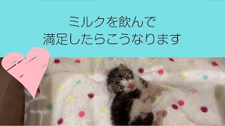 赤ちゃん猫がおなかいっぱいミルクを飲むとかわいく見つめてきます★9日目〈保護猫〉～Kitten growth record～