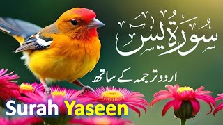 Surah Yasin ( Yaseen ) with Urdu Translation | Quran Tilawat Beautiful Voice | Hindi Tarjuma 1009