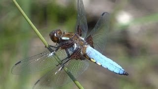 Broad-bodied Chaser close-up / Nahaufnahme einer Plattbauchlibelle