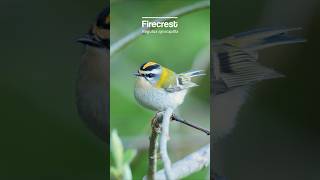 Cute little Firecrest singing away #birds