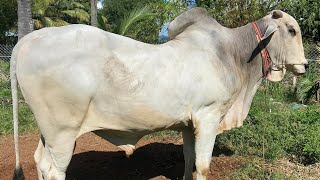 Khmer cow, គោទន្លេល្អៗ#cow