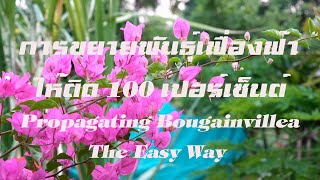 การขยายพันธุ์ เฟื่องฟ้า ที่ได้ผลดี propagating bougainvillea the easy way