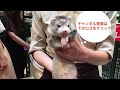 千葉　パスバレー　赤ちゃん　癒し