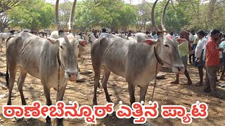 Ranebennur Bulls Market ||| ರಾಣೇಬೆನ್ನೂರ್ ಎತ್ತಿನ ಪ್ಯಾಟಿ ||| Every Sunday Morning Bazor ||