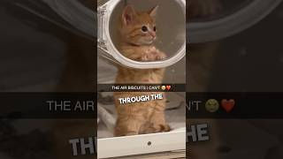 This kitten was making air biscuits at the vet 😭