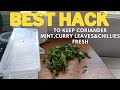 Best Hack Ii Easy Tip To Preserve Coriander Ii Must Try