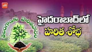 GHMC Decides to Make Green Hyderabad | Haritha Haram | CM KCR | Telangana News | YOYO TV Channel