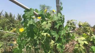 How to grow luffa របៀបដាំននោង