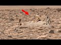 NASA's Perseverance Rover Latest 4k Panorama of Mars Landscape Sol 1185: Mars in 4k