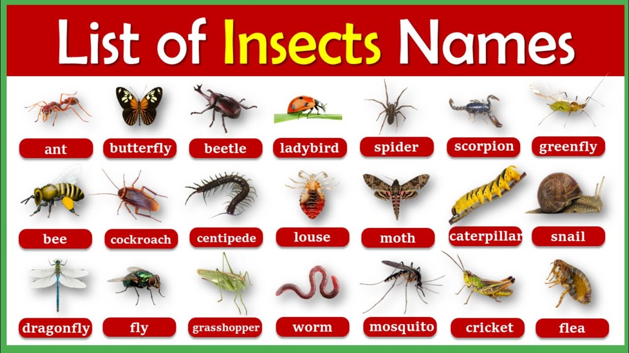 Insects Names List