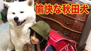 犬達との暮らしは楽しい♪秋田犬・シェパード犬・最高の相棒・家族With the dog