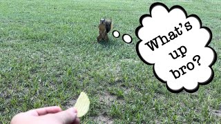 Making friends with a local squirrel!